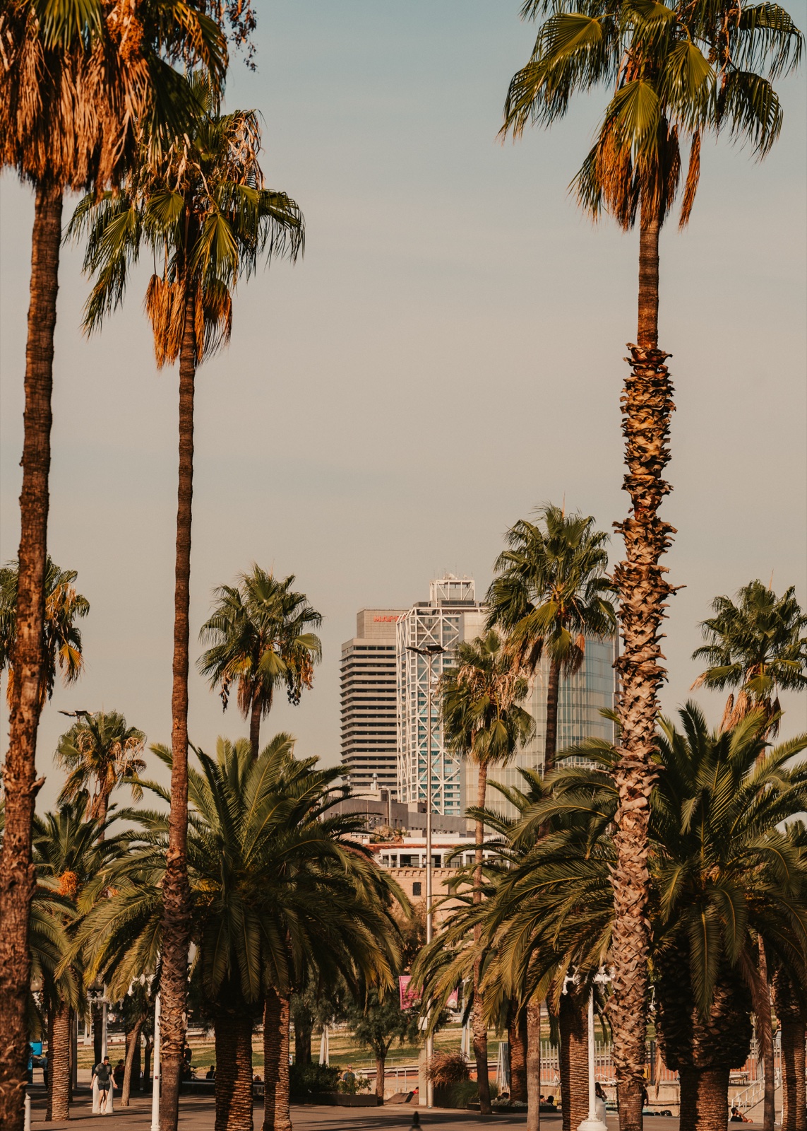 Tall palm trees along the waterfront, with a tower rising between them